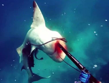 Βίντεο: Ένας καρχαρίας-ταύρος επιτίθεται άγρια σε υποβρύχιο κυνηγό